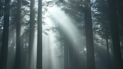Ethereal Sunlight Piercing Through Tall Trees in Dense Forest