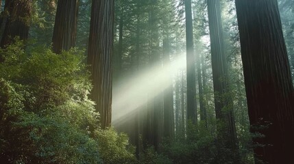 Obraz premium Sunlight Streaming Through Tall Redwoods in Lush Forest Setting