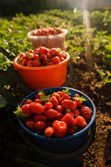 harvesting. Picking strawberries in the village. Buckets with strawberries