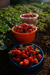 harvesting. Picking strawberries in the village. Buckets with strawberries