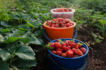 harvesting. Picking strawberries in the village. Buckets with strawberries