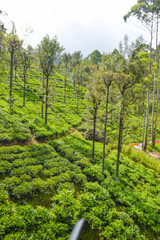 Colonial tea estates initiated by the British Empire, surrounded by stunning green mountains,...