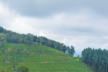 Colonial tea estates initiated by the British Empire, surrounded by stunning green mountains, natural waterfalls, and the paradise of Sri Lanka