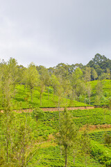 Naklejka premium Colonial tea estates initiated by the British Empire, surrounded by stunning green mountains, natural waterfalls, and the paradise of Sri Lanka