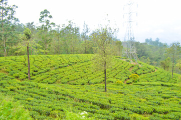 Colonial tea estates initiated by the British Empire, surrounded by stunning green mountains,...
