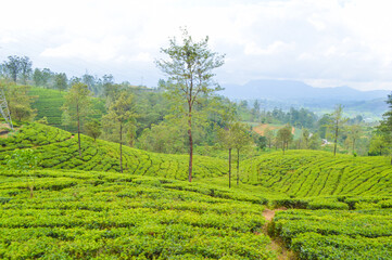 Colonial tea estates initiated by the British Empire, surrounded by stunning green mountains, natural waterfalls, and the paradise of Sri Lanka