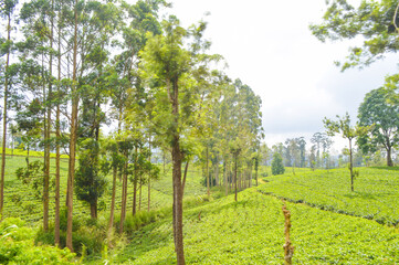 Colonial tea estates initiated by the British Empire, surrounded by stunning green mountains, natural waterfalls, and the paradise of Sri Lanka
