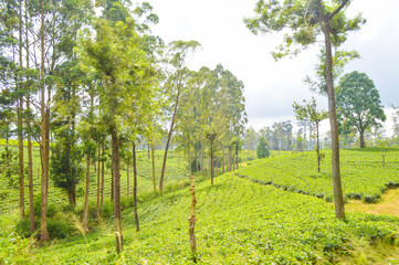 Colonial tea estates initiated by the British Empire, surrounded by stunning green mountains,...