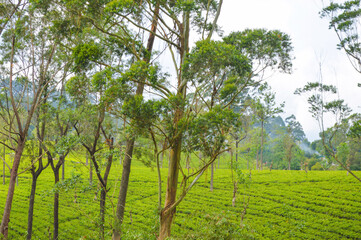 Fototapeta premium Colonial tea estates initiated by the British Empire, surrounded by stunning green mountains, natural waterfalls, and the paradise of Sri Lanka