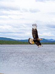 An adult Crested Caracara in Flight in Punta Arenas, Chile foraging for food on a lake. Nature landscape with  caracara eagle bird of prey flying with open wings in Patagonia. 