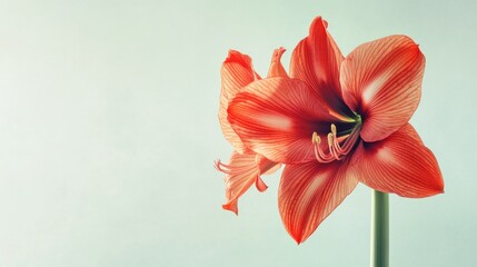 Obraz premium A bold red amaryllis against a pale mint green background, close-up shot, Minimalist style