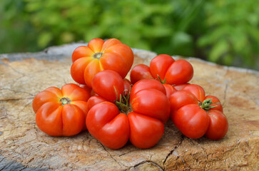 Unusual tomato variety Reisetomate. Red ripe tomatoes on an old stump. Concept of growing unusual varieties of tomatoes.
