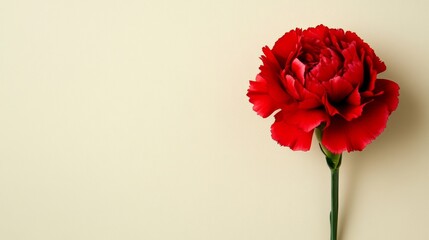 A bold red carnation against a light olive background, close-up shot, Minimalist style