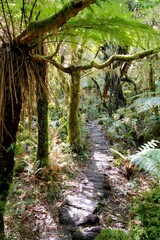 Hiking Path in New Zealand's Wilderness - Scenic Outdoor Adventure