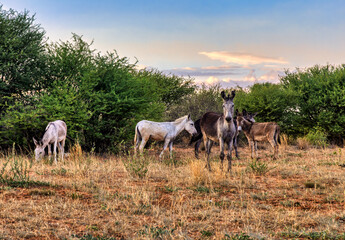 herd of donkeys grazing on a pasture in the bush in a village in Southern Africa