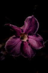 Rosa do deserto / Desert Rose