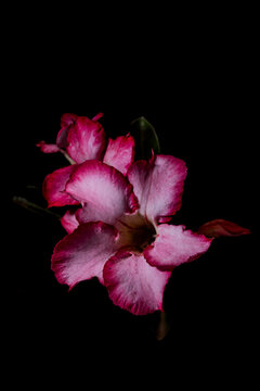 Rosa do deserto / Desert Rose