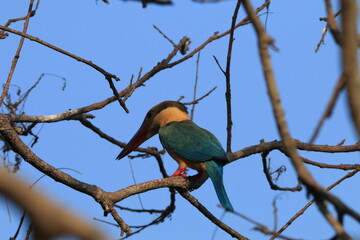 Sri Lankan Birds in the Wild 