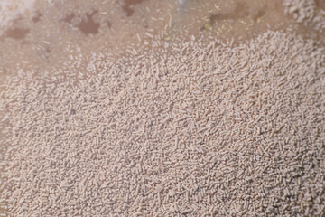 Activate dry yeast on warm water with pinch of sugar