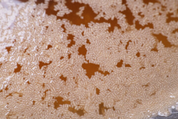 Activate dry yeast on warm water with pinch of sugar