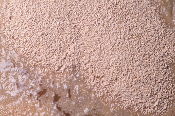 Activate dry yeast on warm water with pinch of sugar