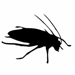 black silhouette of cockroach insect