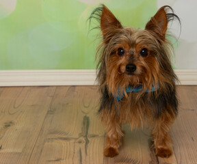 yorkshire terrier standing up to the right portrait