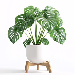 Obraz premium tree in a flowerpot