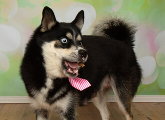 husky with blue eyes wearing a pink striped tie catching a treat portrait © Ashley