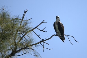 eagle perched in the branch