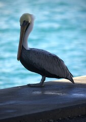 pelican on the pier