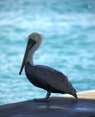 pelican on the beach