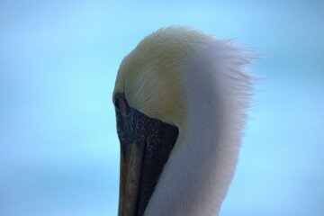 pelican on sea