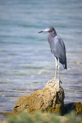 great heron perched on the rock