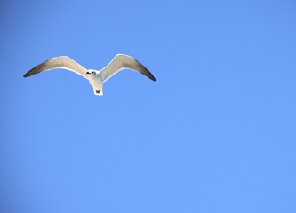 seagull in flight