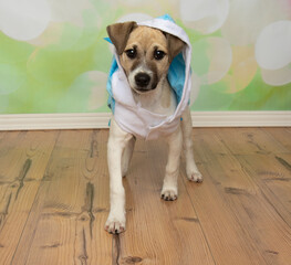 brown and white jack russell puppy dog walking wearing a blue halloween costume portrait