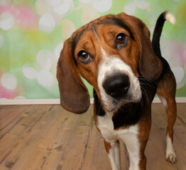 walker hound beagle mix dog head tilt portrait