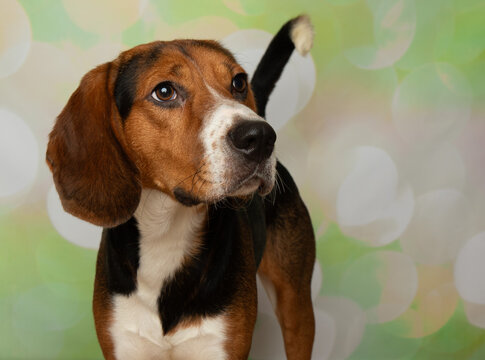 walker hound beagle mix dog side profile head portrait