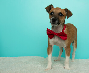 brown and white jack russell puppy dog wearing a red bow tie standing to the right portrait