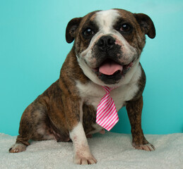 brown and white brindle english bulldog sitting down panting and wearing a neck tie