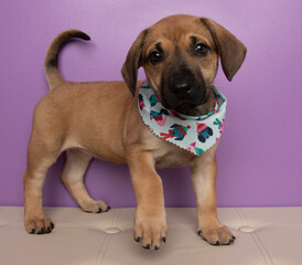 beige and black puppy dog standing wearing a bandanna