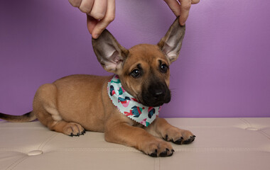 Obraz premium beige and black puppy dog lying down and holding ears up funny portrait