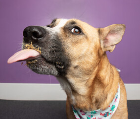 brown shepherd cattle dog mix dog funny side face portrait eating peanut butter