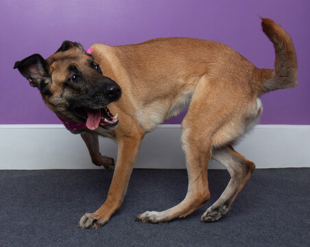 belgian malinois chasing tail funny action portrait