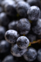 Bunch of black grapes, Seedless grapes background
