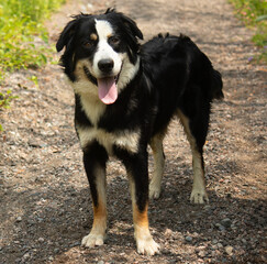 black australian shepherd dog portrait