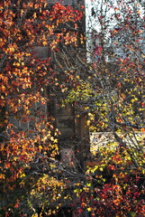 arboles ramas y hojas de oto&ntilde;o