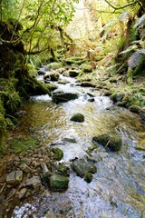 Water Flowing Over Mossy Boulders in the Woods - Serene Forest Stream