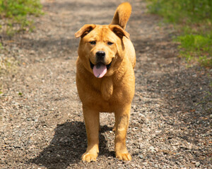 Naklejka premium brown chow chow mix dog panting portrait