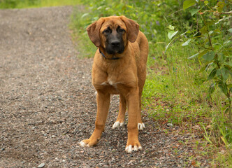 brown and white great pyrenees mix puppy dog standing outdoors portrait